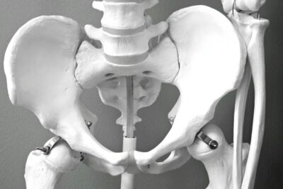 Close-up of a medical model of a human pelvic skeleton, ideal for healthcare and anatomy studies.
