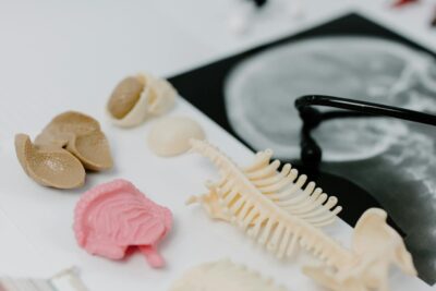 Detailed anatomical models and X-ray image in a medical study setup.