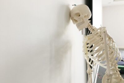 A human skeleton model leaning against a wall in a bright indoor setting.